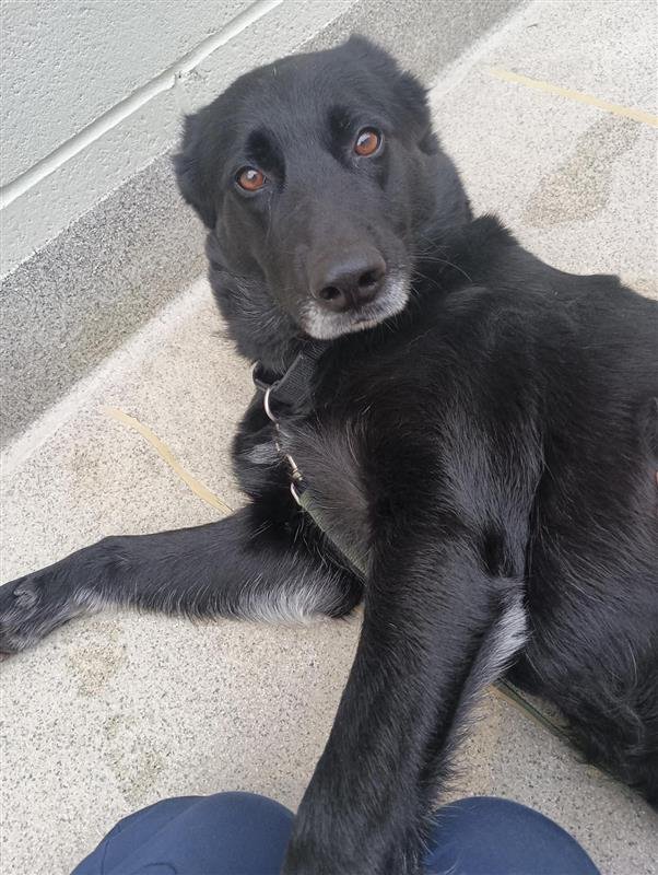 BLACKBEAR - German Shepherd Dog available for adoption