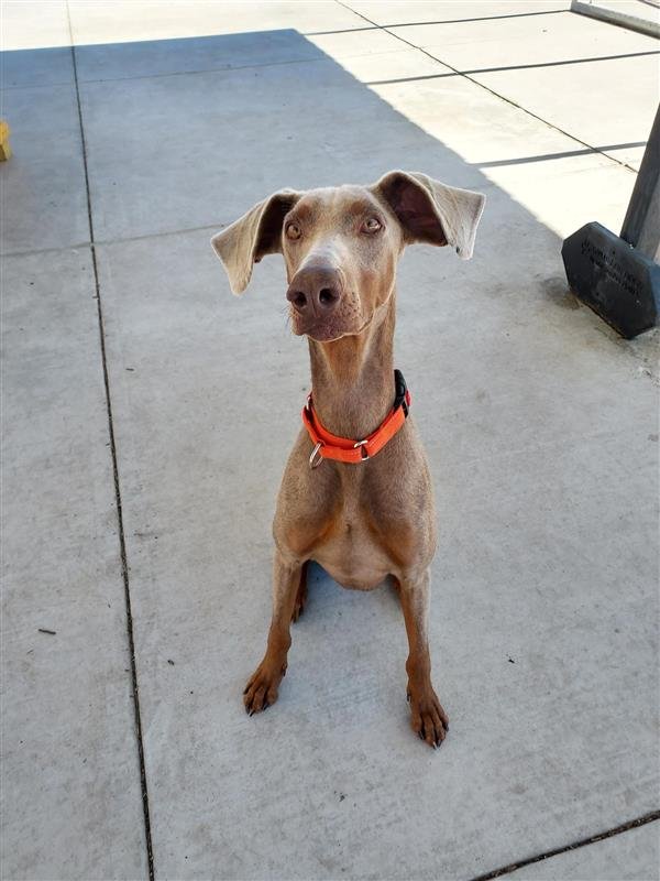 ROSCOE - Doberman Pinscher available for adoption