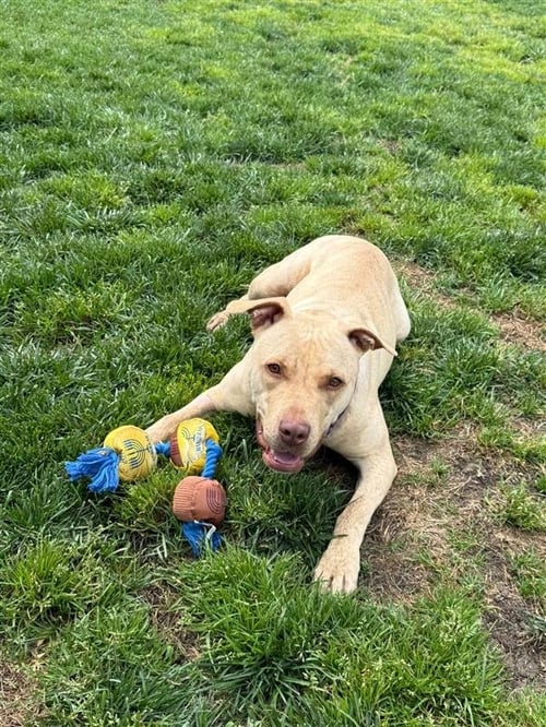 MILLI VANILLI - Pit Bull Terrier available for adoption