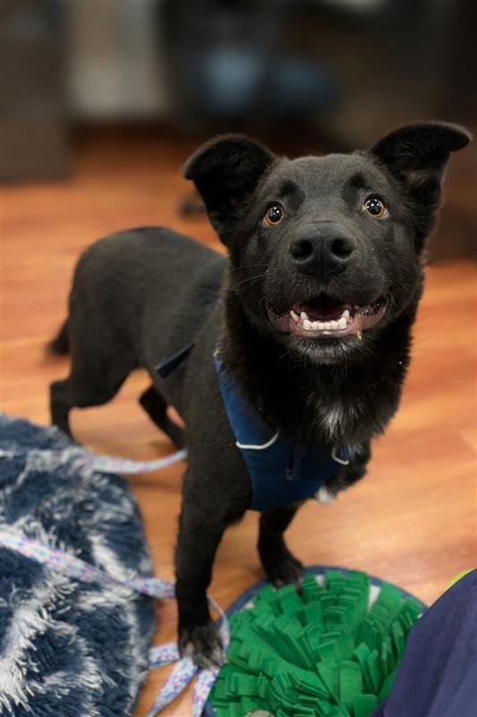 COSMO - German Shepherd Dog available for adoption