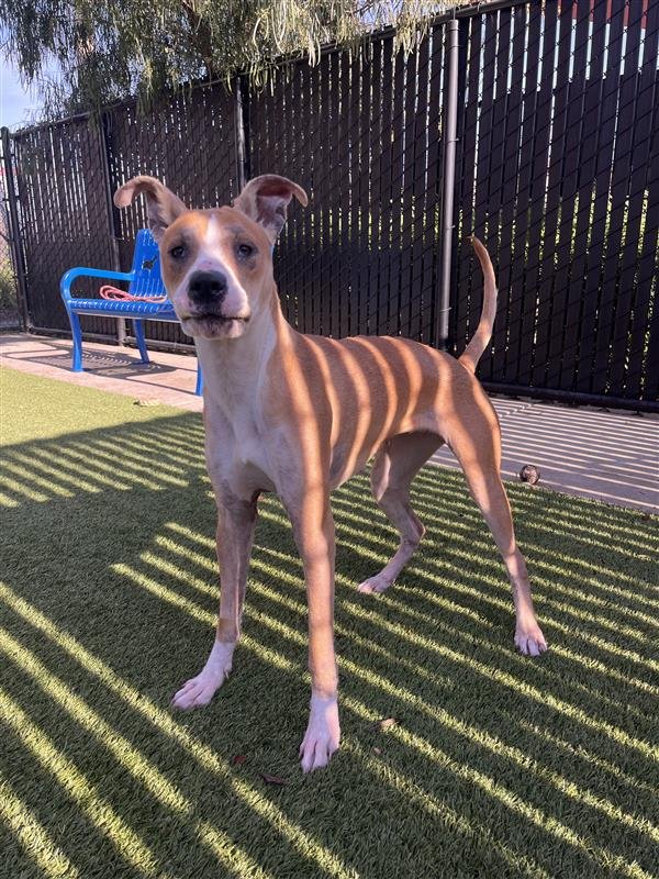 PAIGE - American Pit Bull Terrier available for adoption