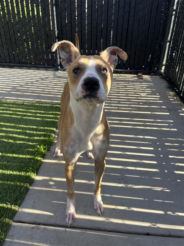 PAIGE - American Pit Bull Terrier available for adoption