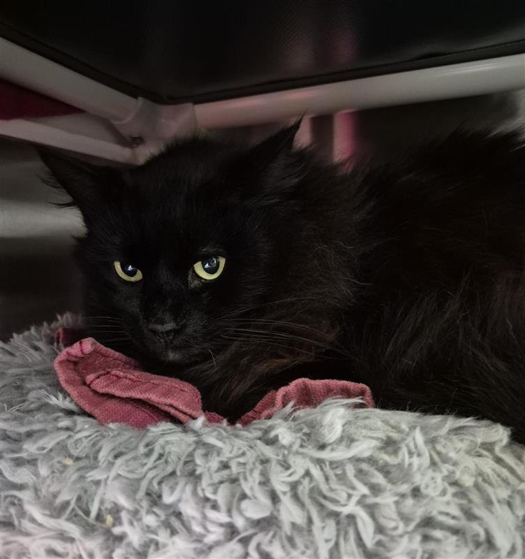 DIXIE - Domestic Long Hair available for adoption