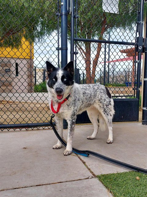 MILLIE - Australian Cattle Dog/Blue Heeler for adoption in Elk Grove