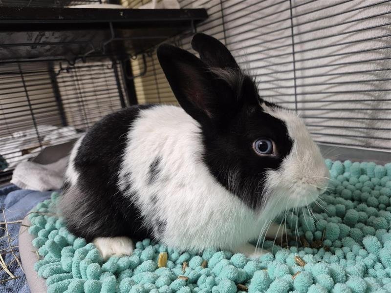 BUZZ LIGHTYEAR - Shorthaired Rabbit available for adoption