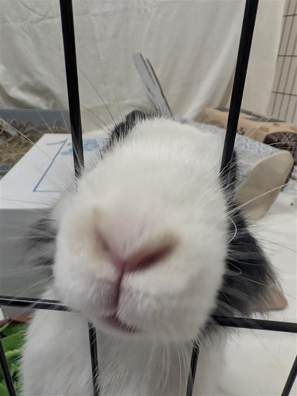 BUZZ LIGHTYEAR - Shorthaired Rabbit available for adoption