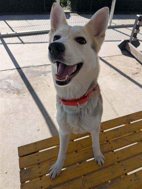 FENNEC - Siberian Husky / German Shepherd Dog available for adoption