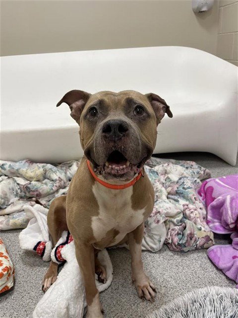 ROYALTY - American Staffordshire Terrier for adoption in Elk Grove