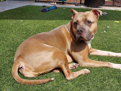 ROYALTY - American Staffordshire Terrier available for adoption