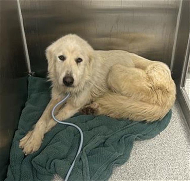 WILLOW - Great Pyrenees available for adoption
