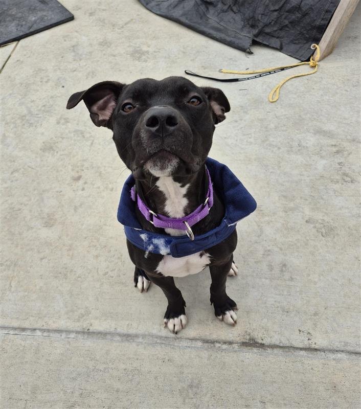 MARSHALL - Pit Bull Terrier available for adoption