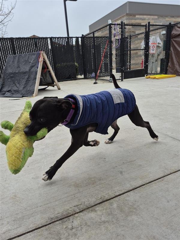 MARSHALL - Pit Bull Terrier available for adoption