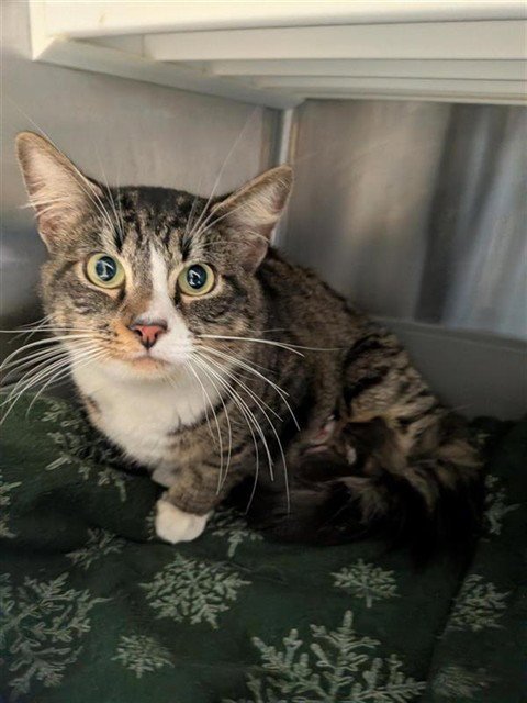 MAKA - Domestic Short Hair available for adoption