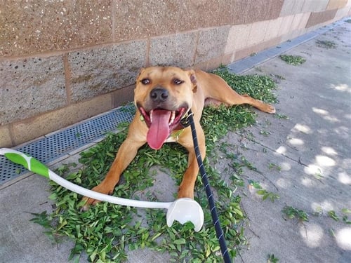 KAYAK - Pit Bull Terrier available for adoption