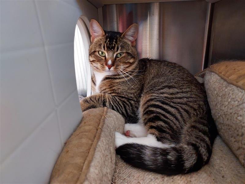 EVERMORE - Domestic Short Hair available for adoption