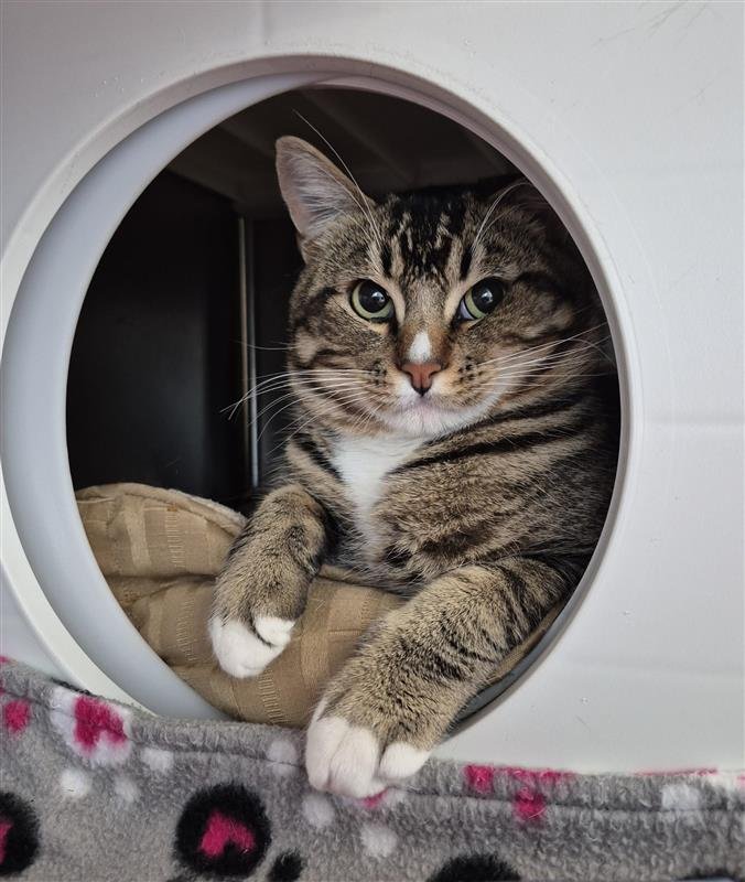 EVERMORE - Domestic Short Hair available for adoption