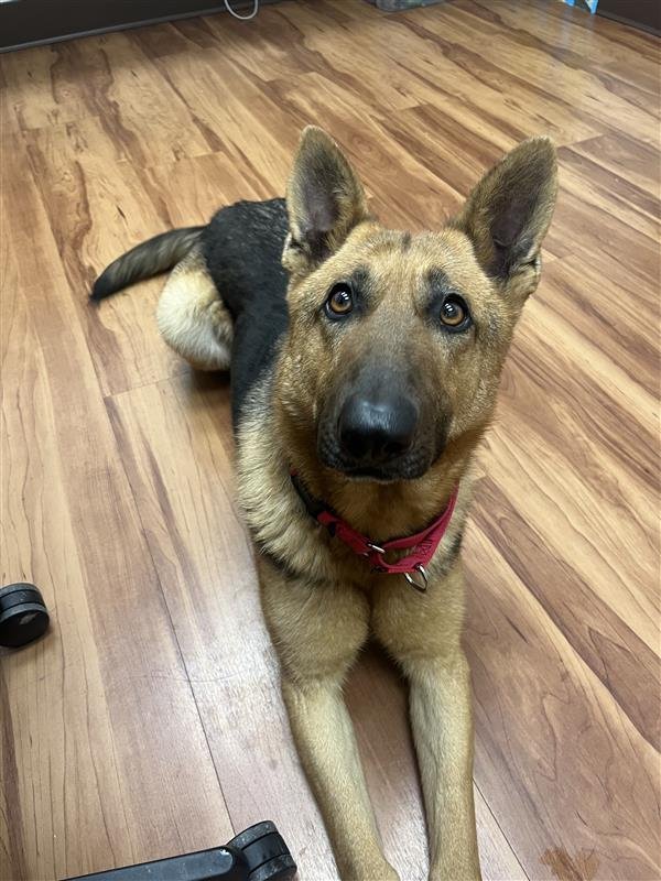 CLEMENTINE - German Shepherd Dog available for adoption