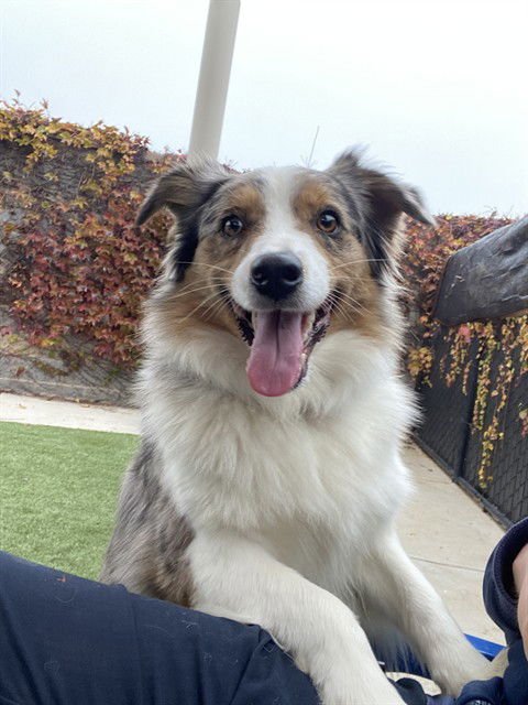 FARRAH - Australian Shepherd available for adoption