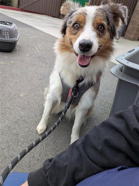 FARRAH - Australian Shepherd available for adoption