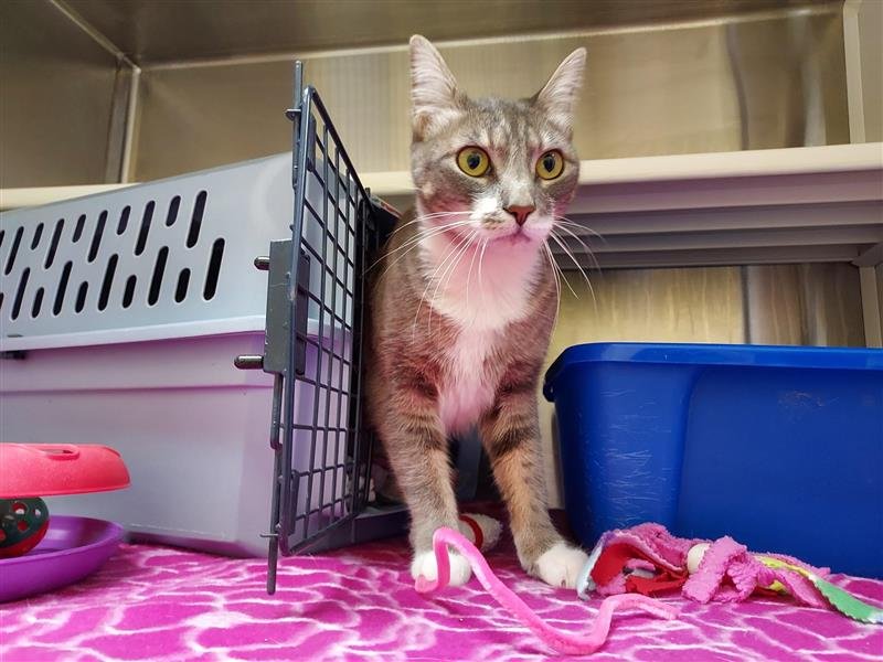 NESSY - Domestic Short Hair available for adoption