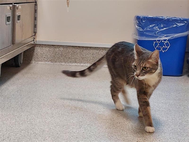 NESSY - Domestic Short Hair available for adoption