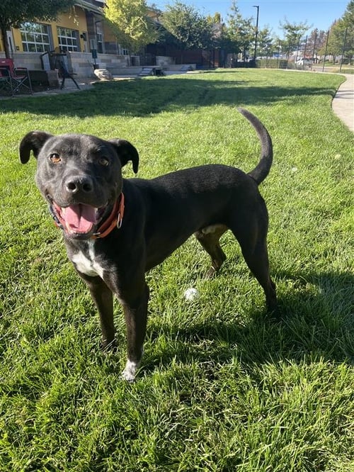 RUSSELL - Border Collie / Staffordshire Bull Terrier for adoption in Elk Grove