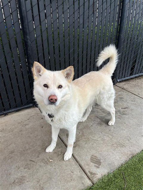 WONDERER - Siberian Husky available for adoption