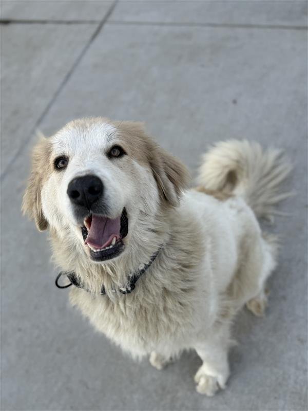 HONEY BUN - Great Pyrenees available for adoption