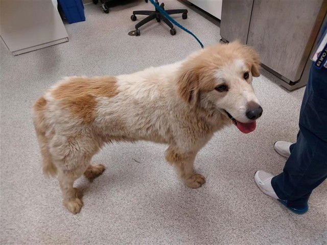 HONEY BUN - Great Pyrenees available for adoption