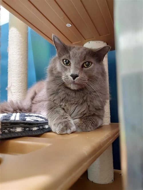 SHAGGY - Domestic Short Hair for adoption in Elk Grove