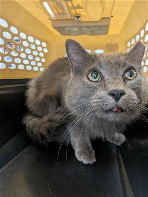 SHAGGY - Domestic Short Hair available for adoption