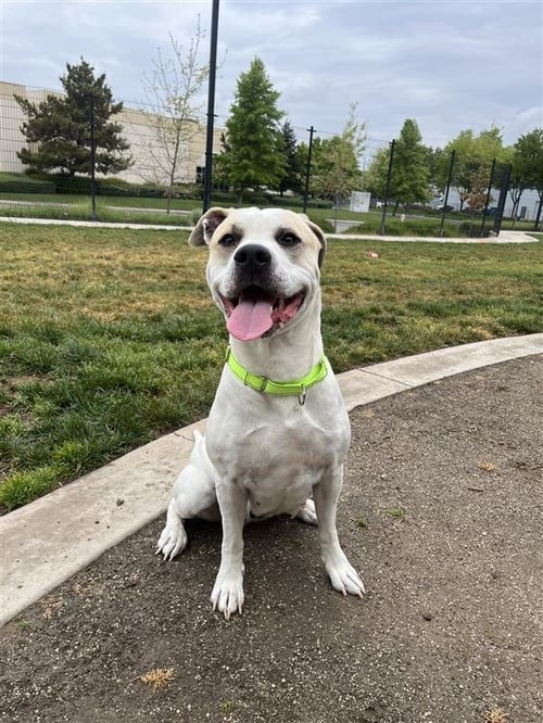 MACCHIATO - Pit Bull Terrier available for adoption