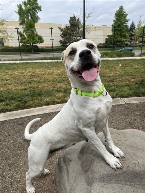 MACCHIATO - Pit Bull Terrier available for adoption