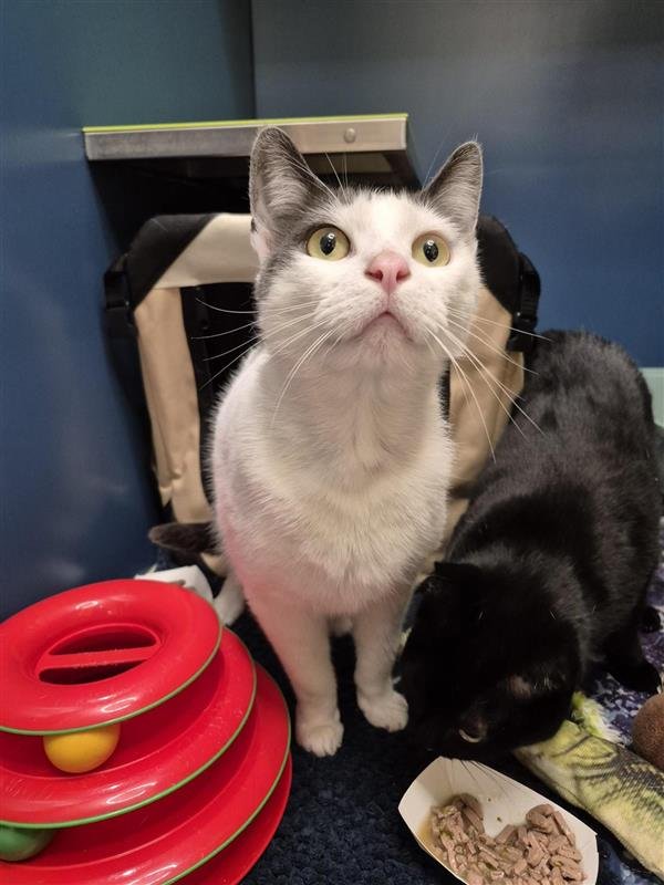 SNOWFLAKE - Domestic Short Hair available for adoption