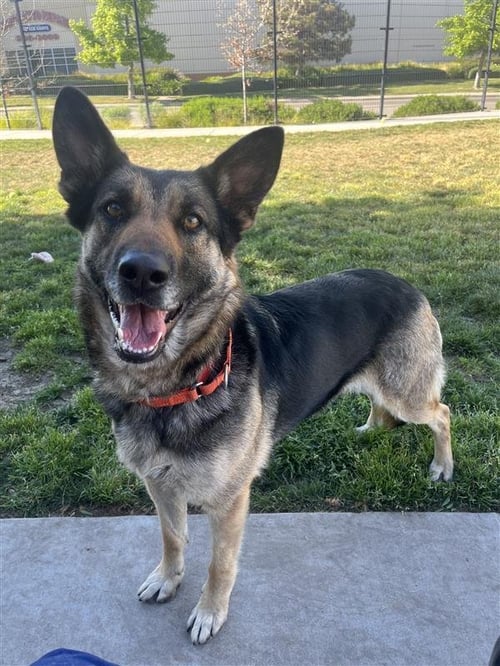 SHEEPISH - German Shepherd Dog for adoption in Elk Grove