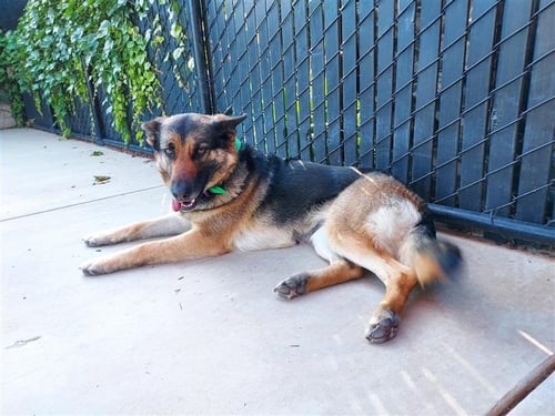 SHEEPISH - German Shepherd Dog available for adoption