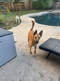 Zeus - Photo 3