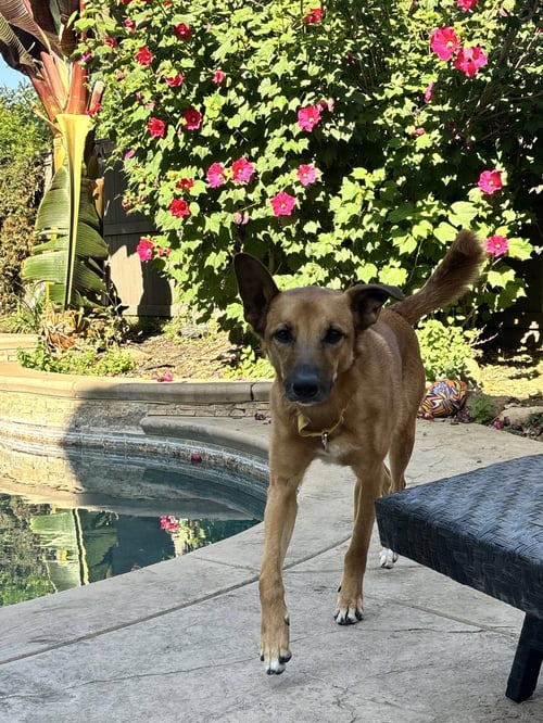 ZEUS - Belgian Shepherd Malinois for adoption in Elk Grove