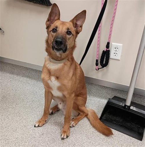 ZEUS - Belgian Shepherd Malinois available for adoption