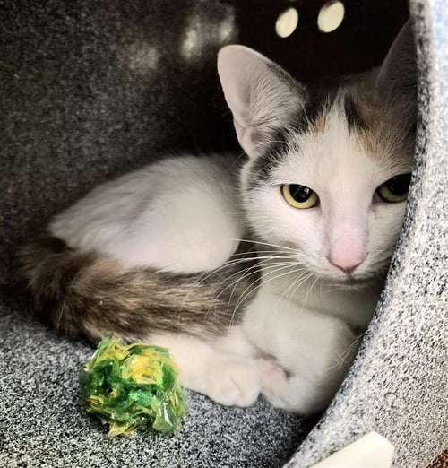 BINTI - Domestic Short Hair available for adoption