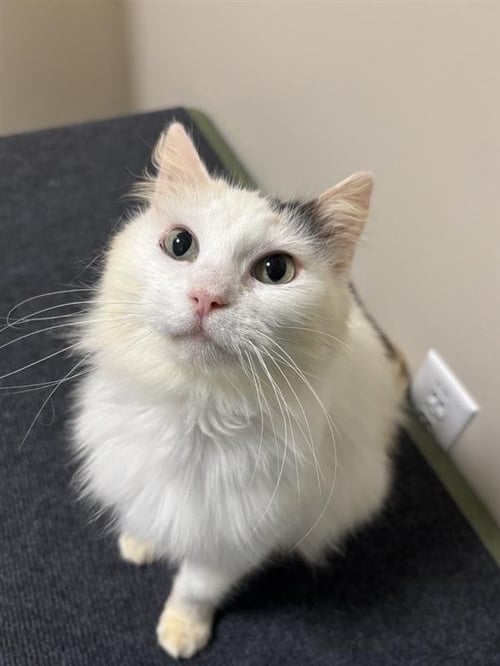 SAKURA - Domestic Short Hair for adoption in Elk Grove