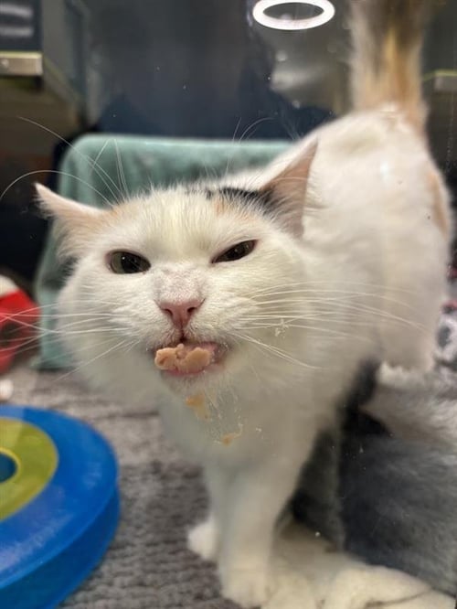 SAKURA - Domestic Short Hair available for adoption
