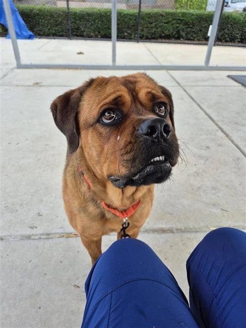 ROCKY - Cane Corso Mastiff / Rottweiler for adoption in Elk Grove