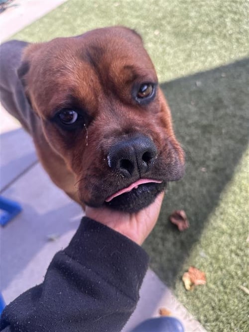 ROCKY - Cane Corso Mastiff / Rottweiler available for adoption