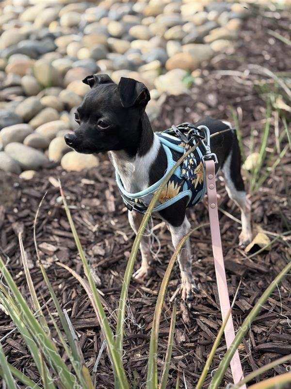 POLLY - Chihuahua available for adoption