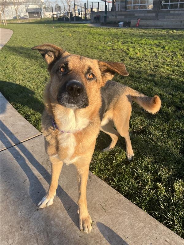 DENNIS FEINSTEIN - German Shepherd Dog available for adoption