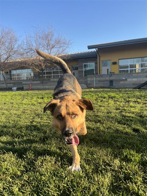 DENNIS FEINSTEIN - German Shepherd Dog available for adoption