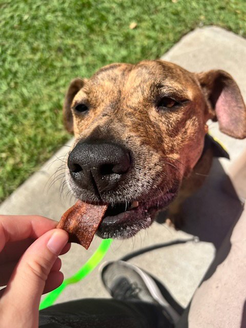 COCO - Pit Bull Terrier for adoption in Elk Grove