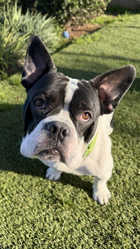 ORCHID - French Bulldog / Staffordshire Bull Terrier available for adoption