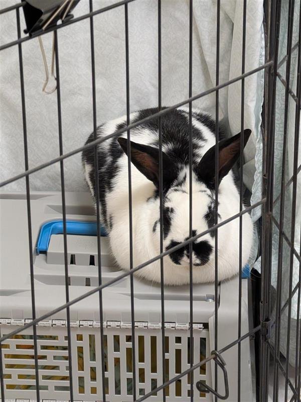 SIR DUKE - American available for adoption